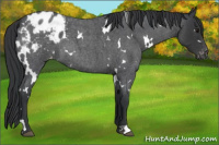 Horse Color:White Spotted Blue Roan Appaloosa 