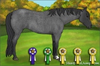Horse Color:Blue Roan 
