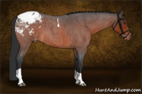 Horse Color:Bay Roan Tobiano Appaloosa 