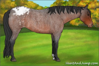 Horse Color:Brown Roan Appaloosa 