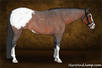 Horse Color:Brown Roan Sabino Appaloosa 