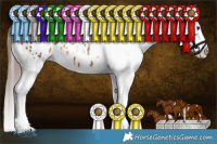 Horse Color:Brown Sabino Appaloosa 