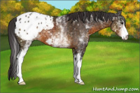 Horse Color:White Spotted Buckskin Appaloosa 
