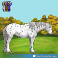 Horse Color:Smoky Blue Roan Sabino Appaloosa 