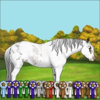 Horse Color:Brown Sabino Appaloosa