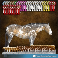 Horse Color:White Spotted Buckskin Sabino 