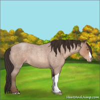 Horse Color:Sable Champagne Roan 
