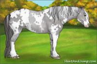 Horse Color:White Spotted Smoky Black Sabino Appaloosa 
