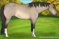 Horse Color:Buckskin Roan 