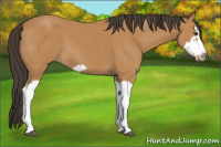 Horse Color:Bay Splash Frame 