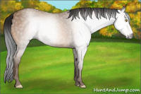 Horse Color:Gray Amber Champagne