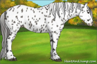 Horse Color:Grullo Leopard 