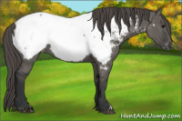 Horse Color:Grullo Appaloosa 