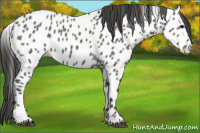 Horse Color:Grullo Appaloosa 