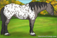 Horse Color:Grullo Appaloosa 