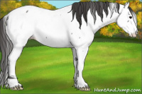 Horse Color:Grullo Appaloosa 