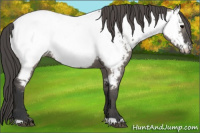 Horse Color:Grullo Appaloosa 