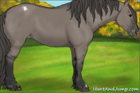 Horse Color:Grullo Appaloosa 