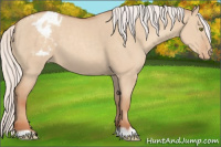 Horse Color:Silver Classic Champagne Dun Appaloosa 