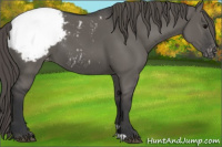 Horse Color:Grullo Appaloosa 