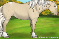 Horse Color:Silver Smoky Grullo Appaloosa 