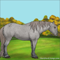 Horse Color:Grullo Appaloosa 
