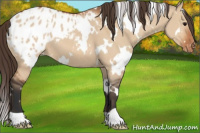 Horse Color:White Spotted Bay Dun Appaloosa 