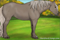 Horse Color:Silver Grullo 