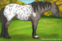 Horse Color:Grullo Appaloosa 