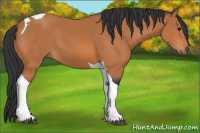 Horse Color:Bay Tobiano 