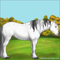 Horse Color:Black Fewspot 
