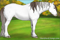 Horse Color:Bay Dun Splash Appaloosa 