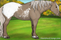 Horse Color:Silver Grullo Appaloosa 