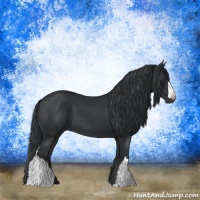 Horse Color:Black 