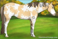 Horse Color:White Spotted Amber Cream Champagne Sabino