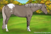 Horse Color:Silver Grullo Appaloosa 