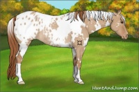 Horse Color:White Spotted Red Dun Appaloosa Rabicano 