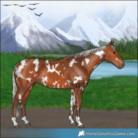 Horse Color:White Spotted Silver Bay 