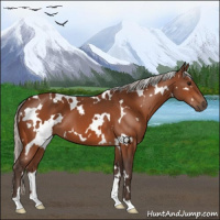 Horse Color:White Spotted Silver Bay 