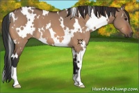 Horse Color:White Spotted Bay Dun 