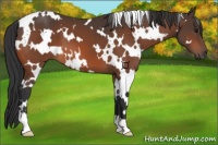 Horse Color:White Spotted Bay 
