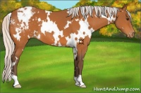 Horse Color:White Spotted Silver Buckskin Varnish