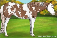 Horse Color:White Spotted Chestnut Splash Appaloosa 