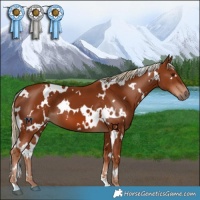 Horse Color:White Spotted Chestnut 