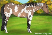 Horse Color:White Spotted Bay Dun