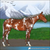 Horse Color:White Spotted Silver Bay 
