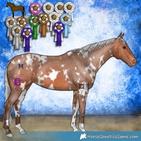 Horse Color:White Spotted Silver Bay Appaloosa 
