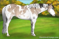 Horse Color:White Spotted Bay Dun Splash Rabicano 