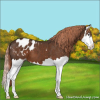 Horse Color:Liver Chestnut Sabino Splash Appaloosa 
