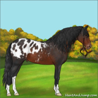 Horse Color:Brown Appaloosa